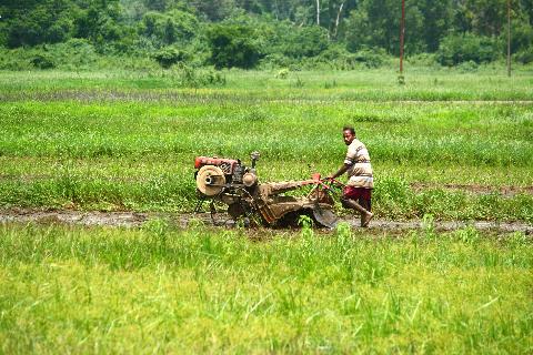 Agricultural Plantations in Goa - Download Goa Photos